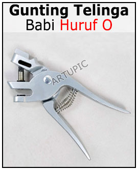 Gunting Telinga Babi