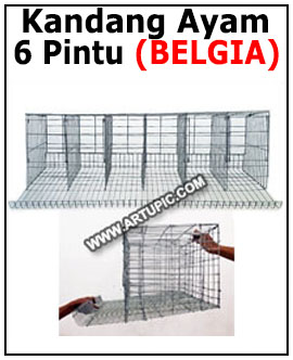 Kandang Ayam Petelur 6 Pintu Belgia