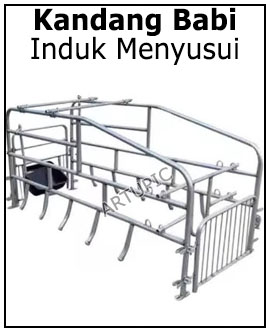 Kandang Babi induk menyusui