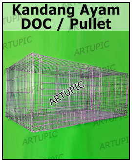 Kandang Pullet DOC