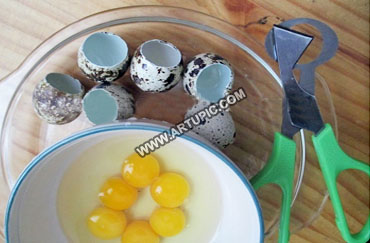 Gunting telur puyuh